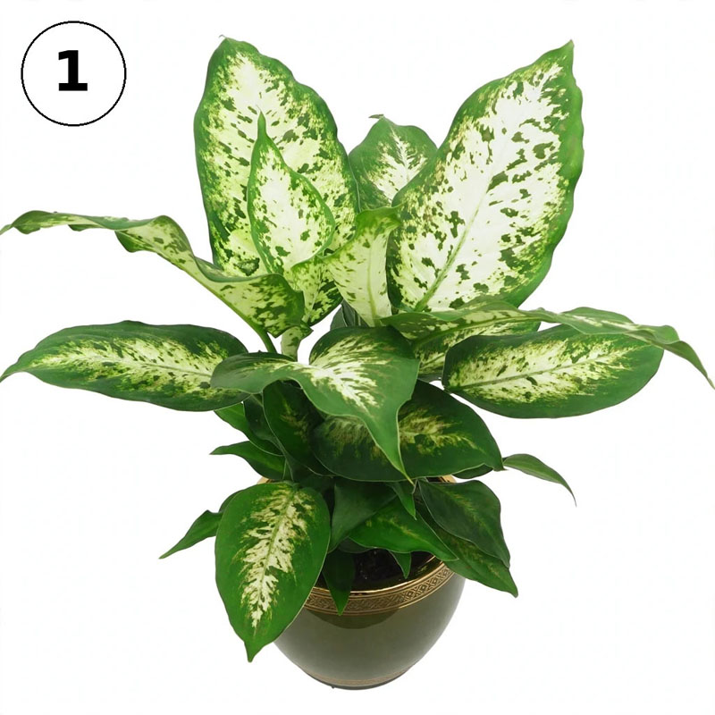 aglaonema dieffenbachia compacta