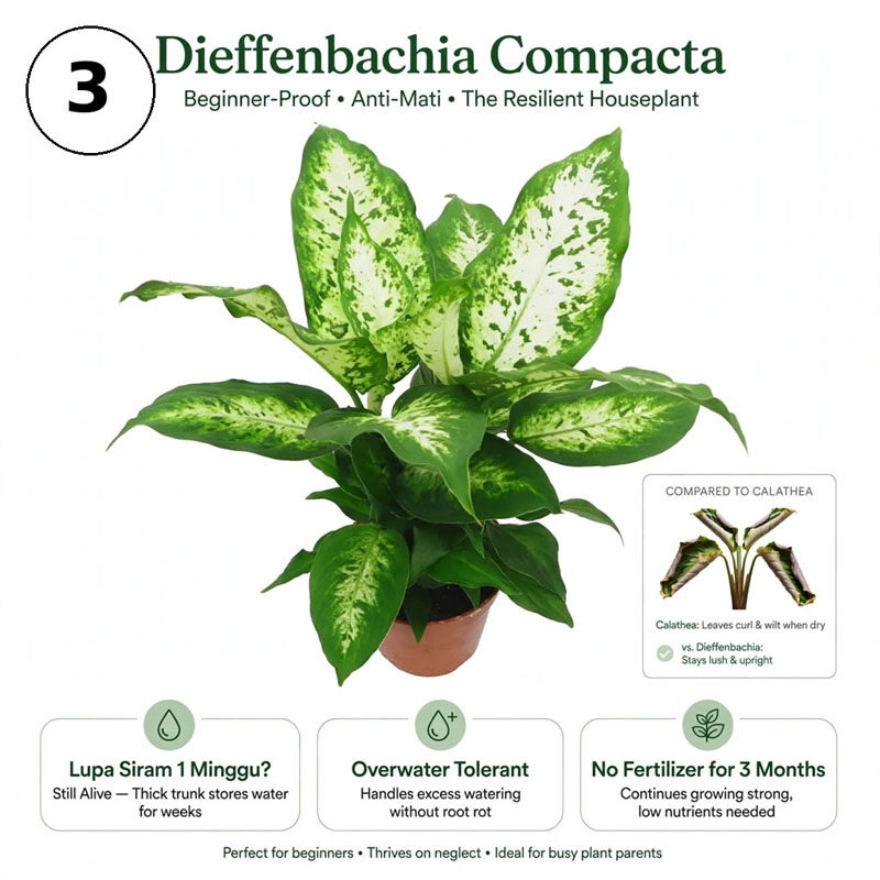 Jual Tanaman hias aglaonema dieffenbachia compacta
