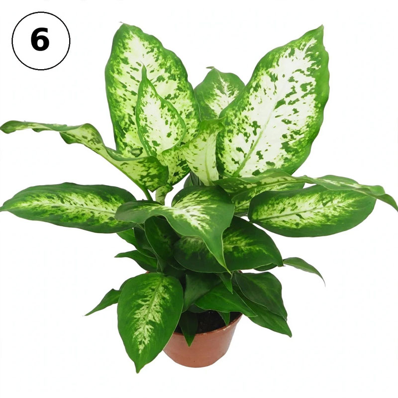 jual tanaman dieffenbachia compacta