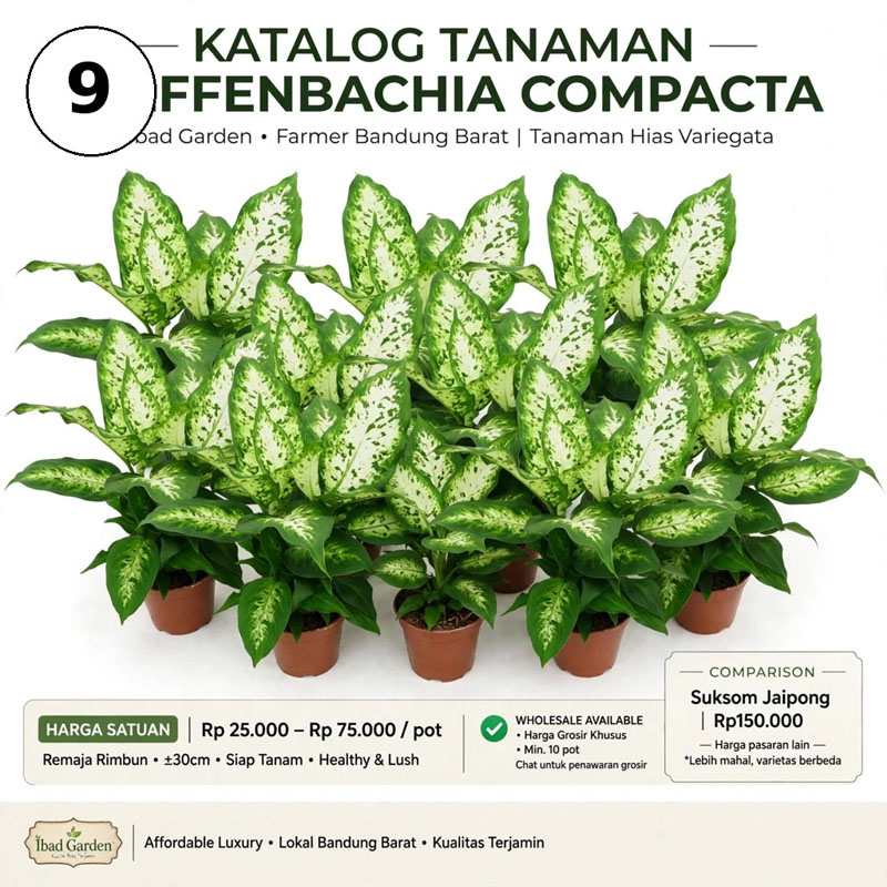 aglaonema dieffenbachia