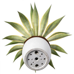 Agave mahkota