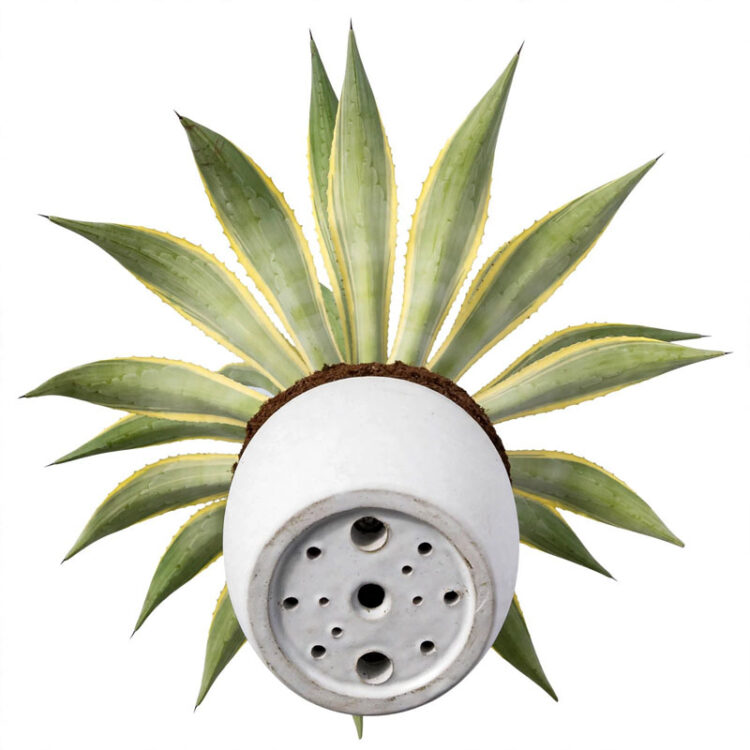Agave mahkota