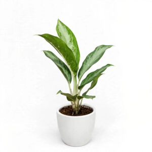 jual tanaman Aglonema