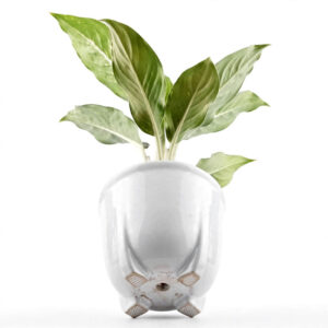 aglonema silver