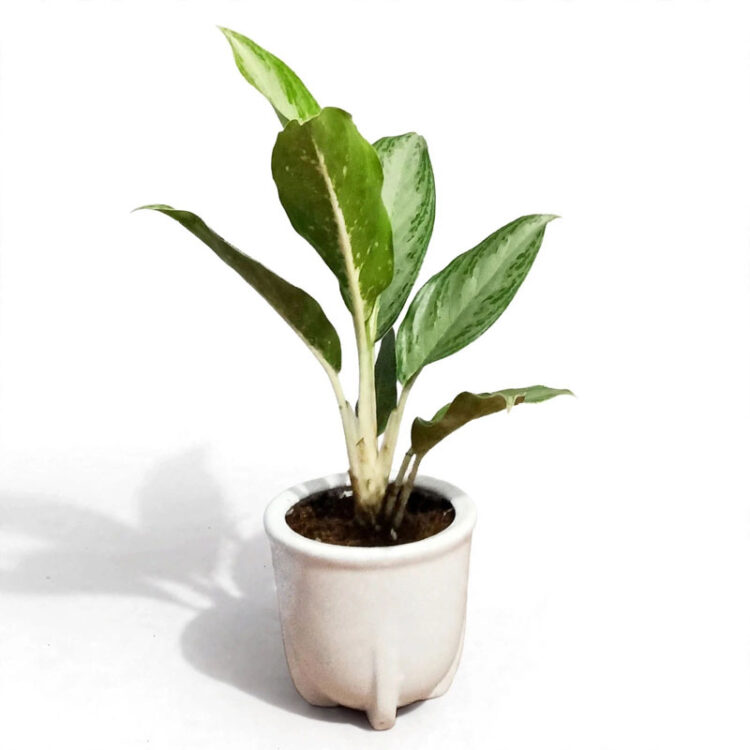aglonema silver bay