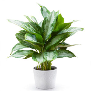aglonema silver bay