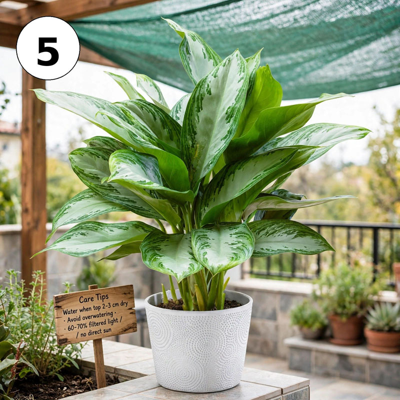 Aglonema