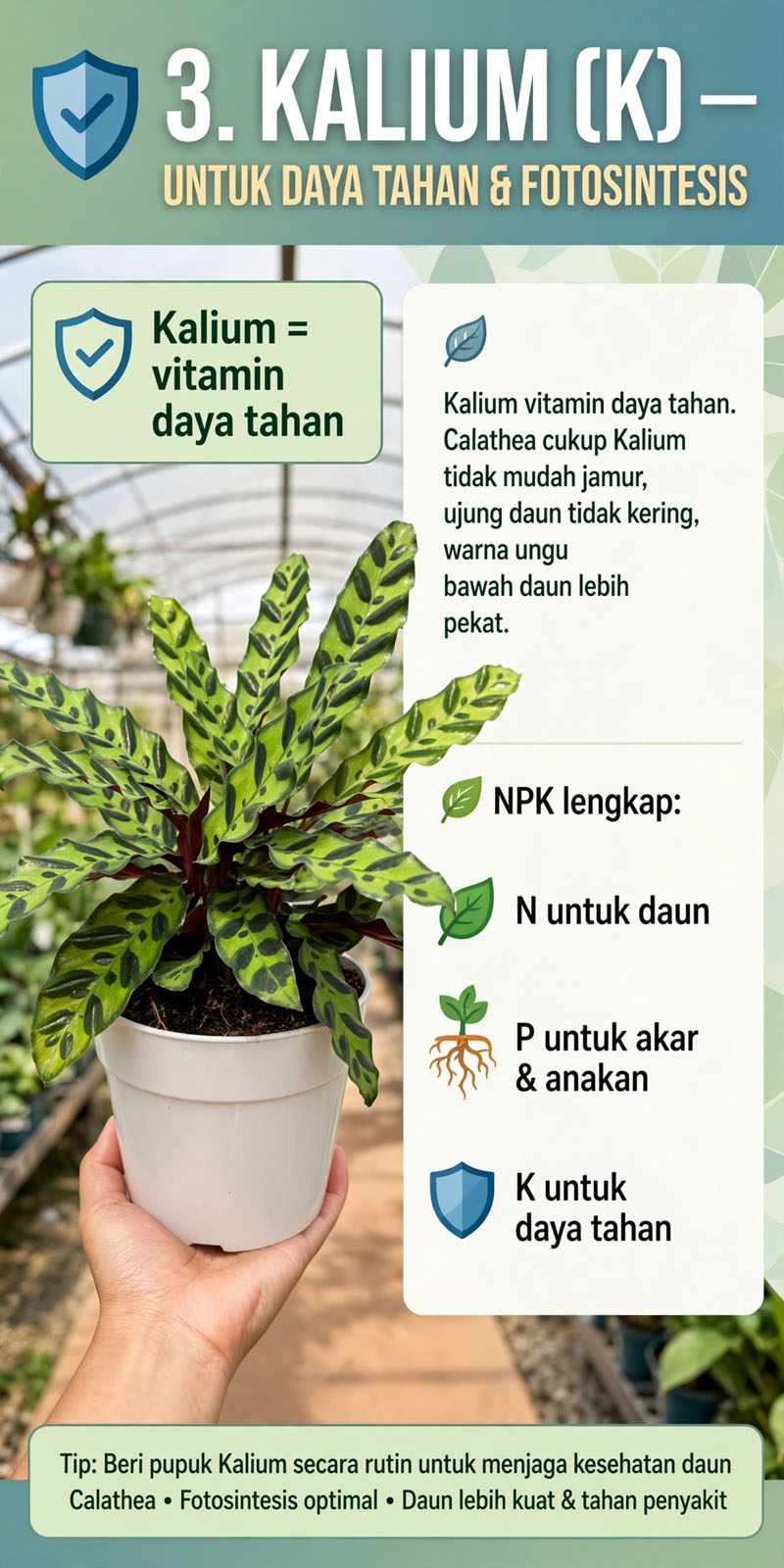 calathea