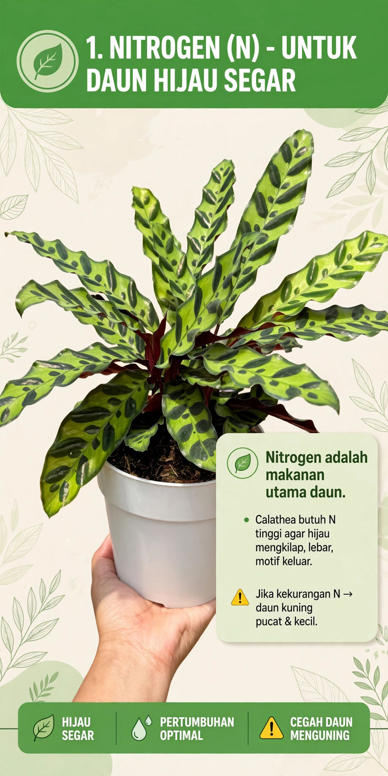 Calathea lancifolia