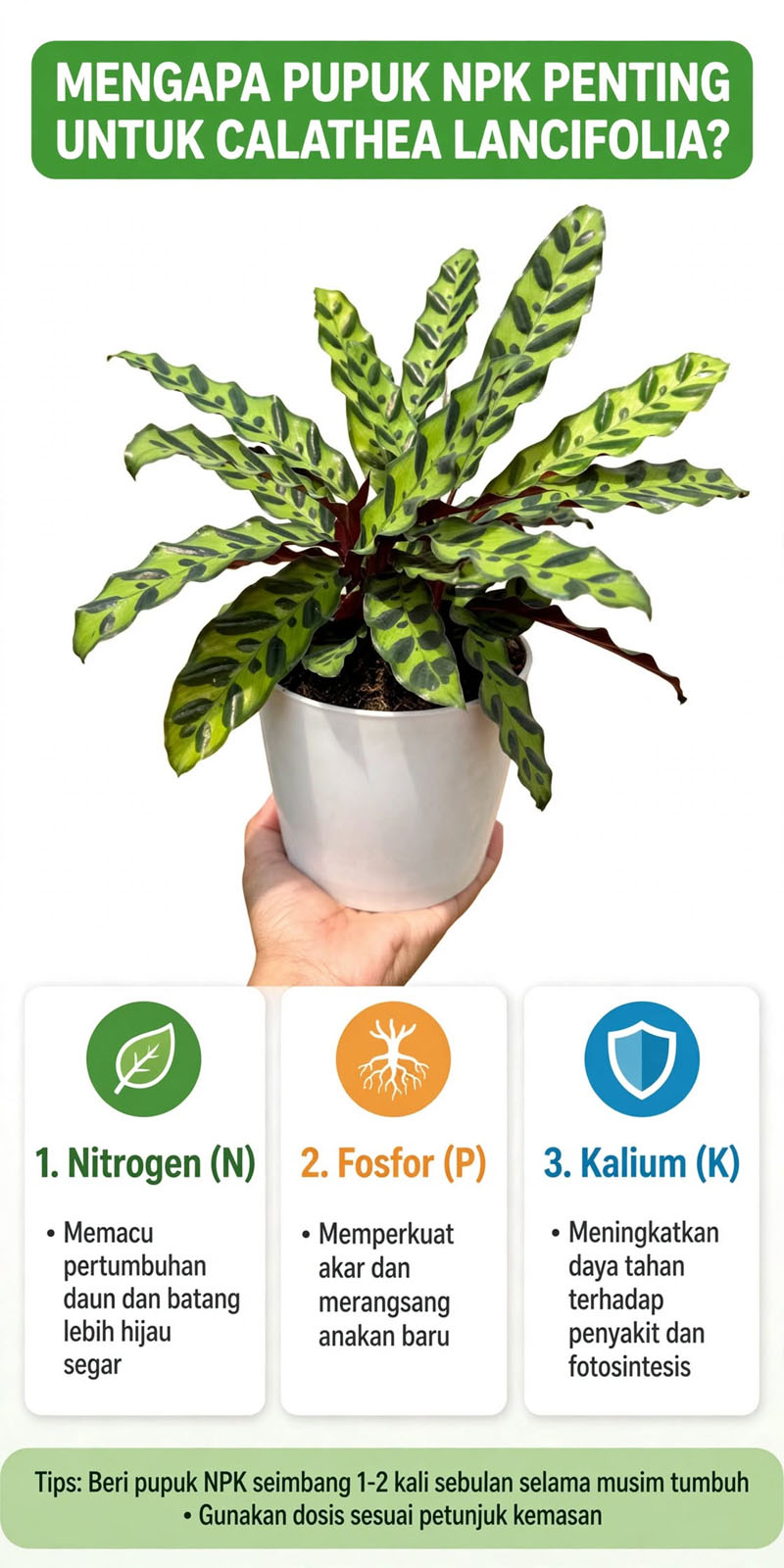 cara memberikan pupuk kepada calathea