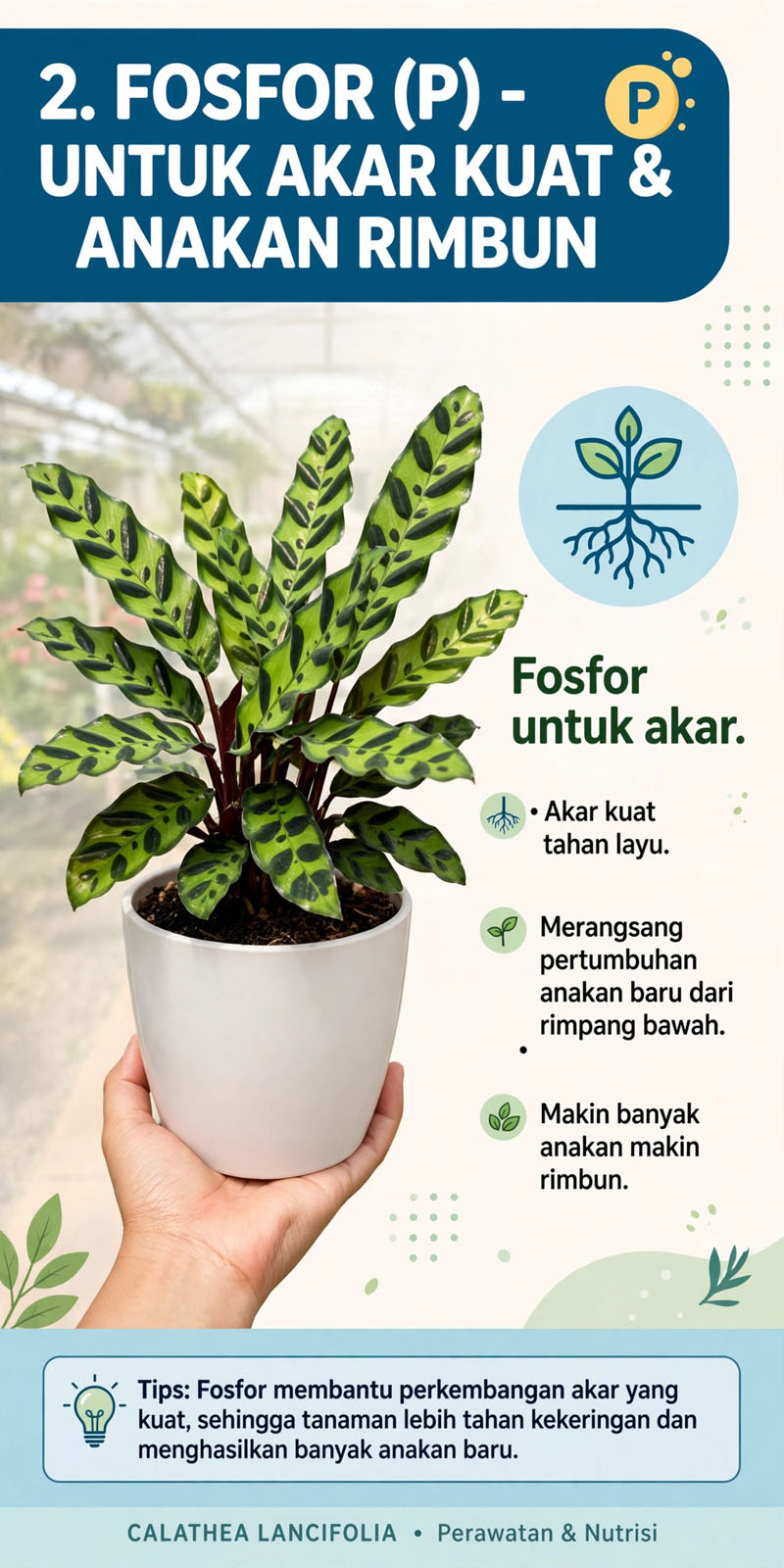 Akar calathea
