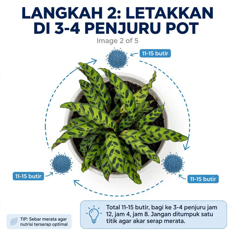 tanaman calathea