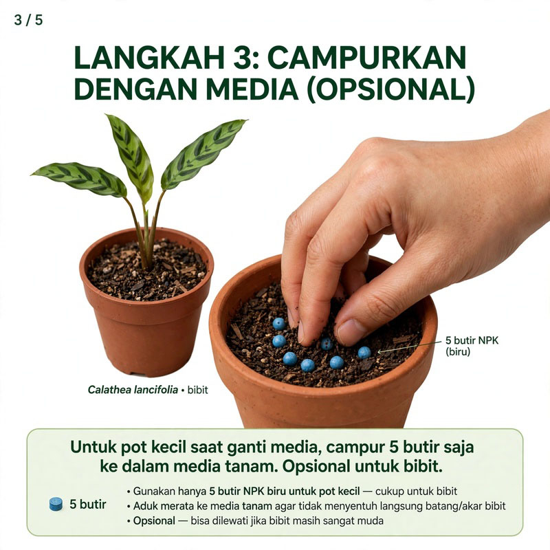 npk calathea