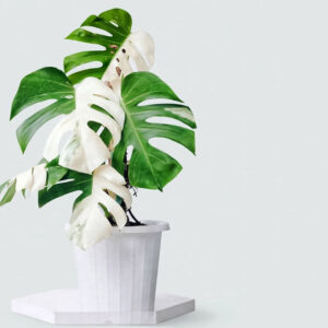 Monstera variegata