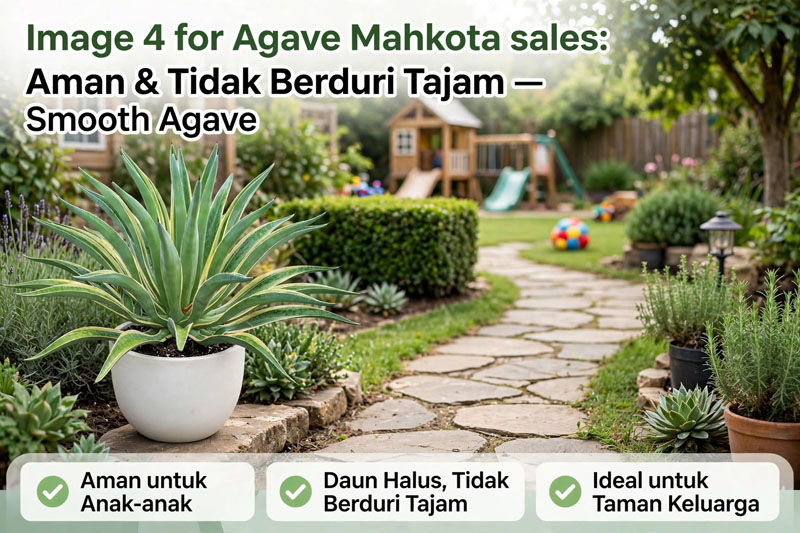 Tanaman agave mahkota