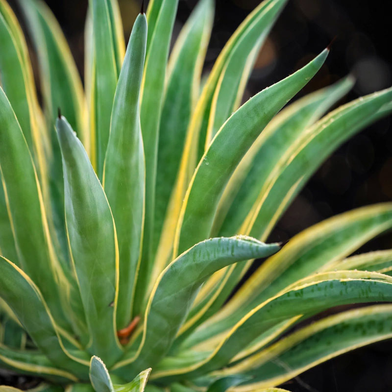 Jual agave mahkota