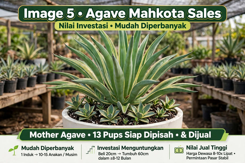 jual tanaman agave mahkota