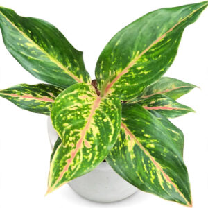 tanaman Aglaonema Butterfly