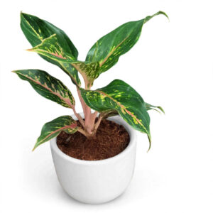 jual tanaman Aglaonema Butterfly