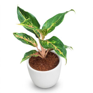 tanaman Aglaonema Butterfly