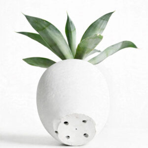 Tanaman agave siklok