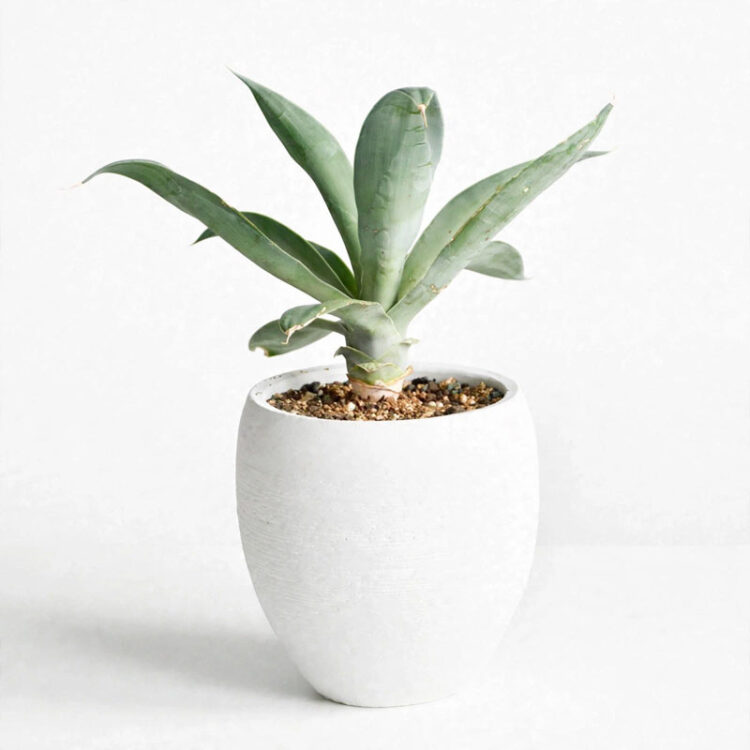 Agave siklok