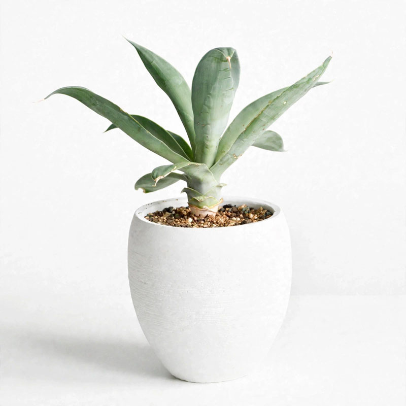Agave siklok