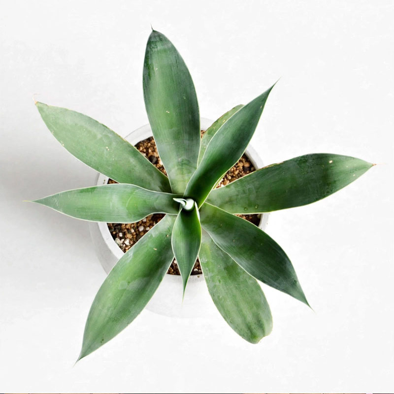 Tanaman agave