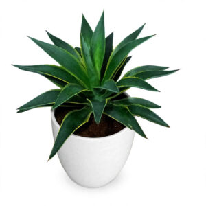 jual tanaman agave mahkota