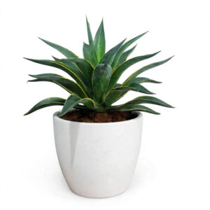tanaman agave mahkota