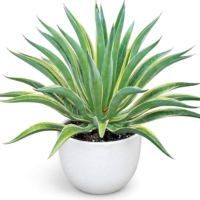 Jual tanaman agave