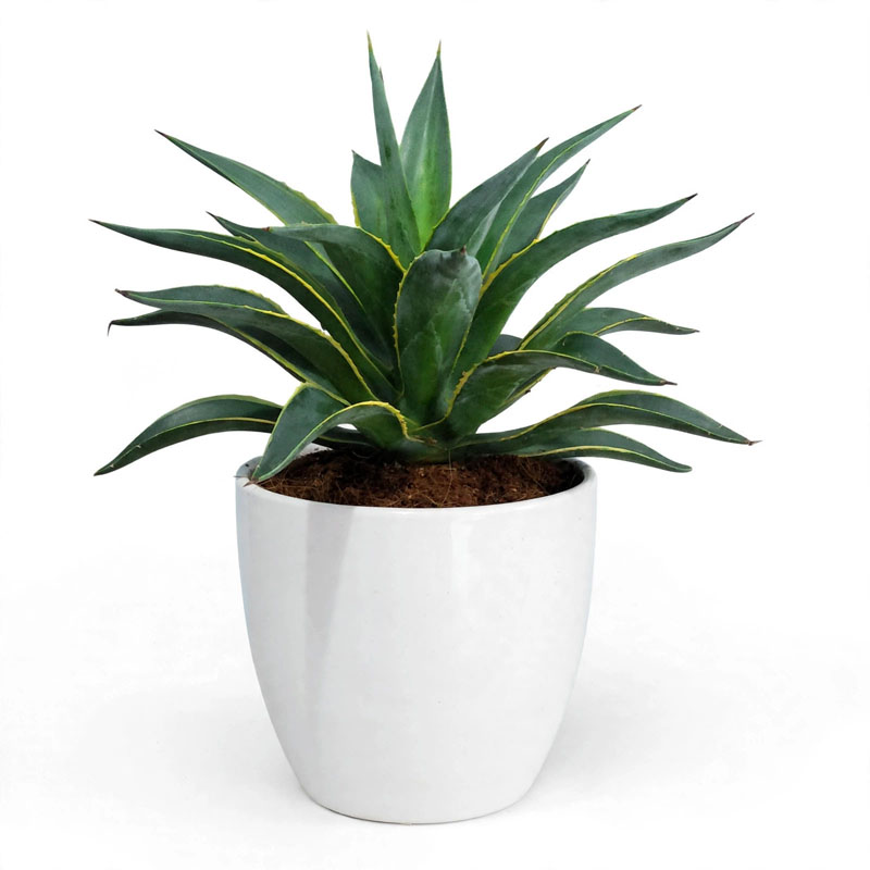 Tanaman agave