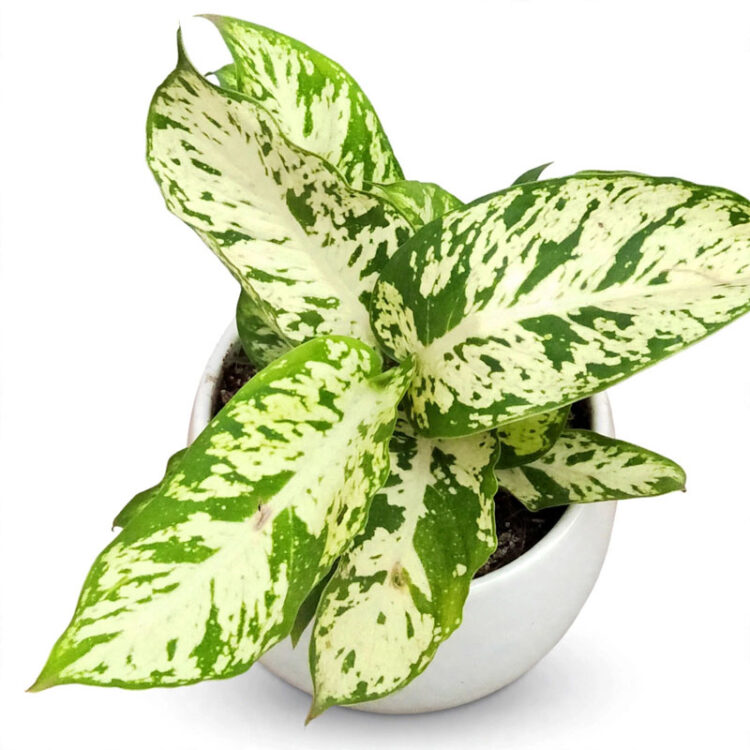 tanaman dieffenbachia compacta