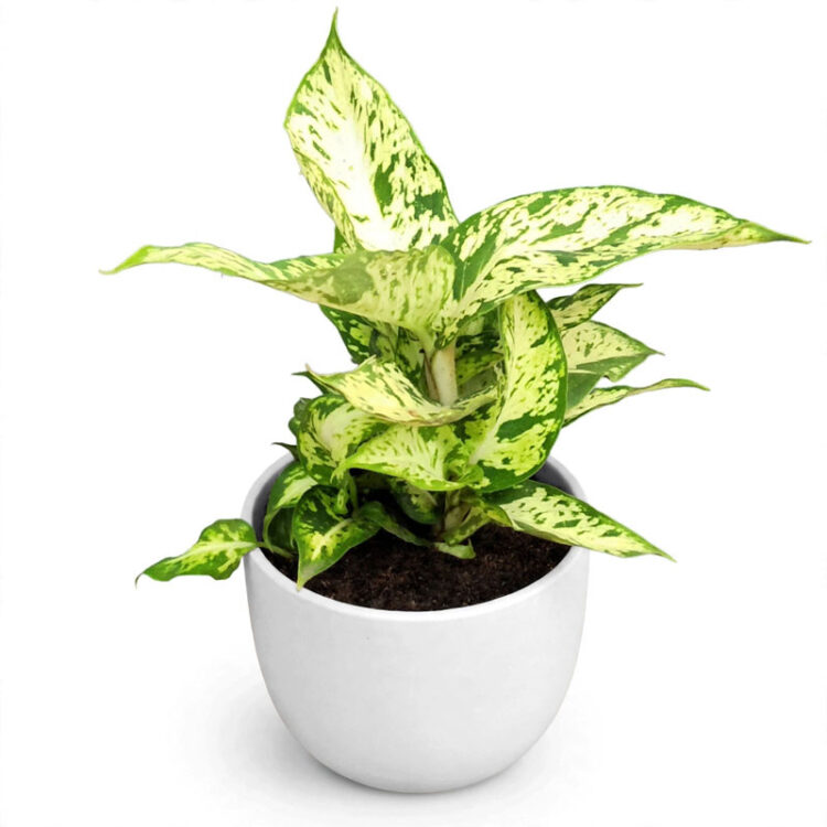 jual dieffenbachia compacta