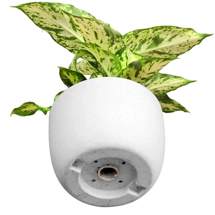 dieffenbachia compacta