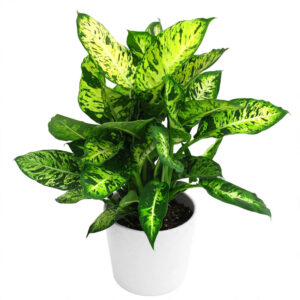 dieffenbachia compacta