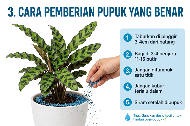 Calathea