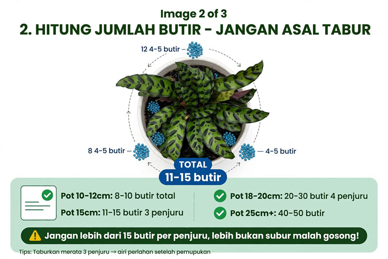 Tanaman calathea