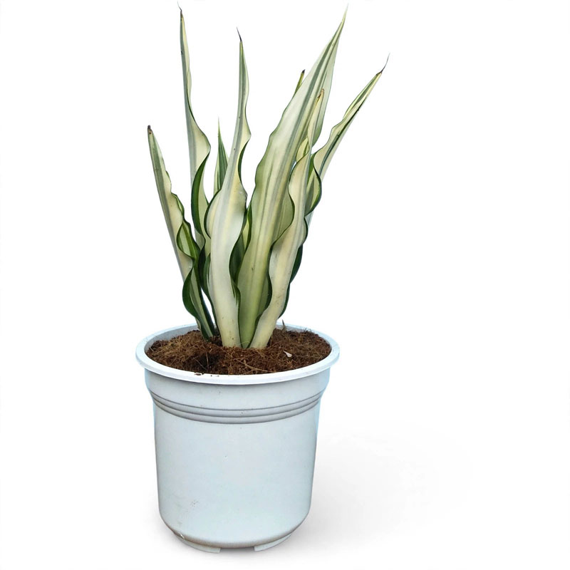 Tanaman agave