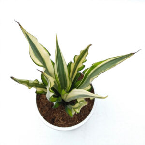 Jual agave