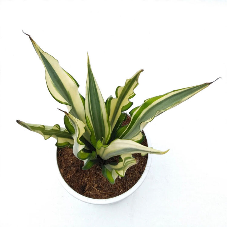 Jual agave