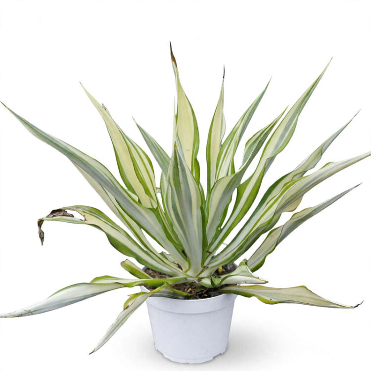 Agave putih