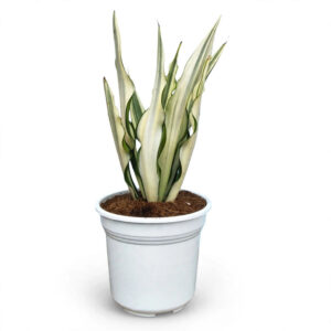 Agave kuning