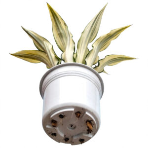 Agave putih