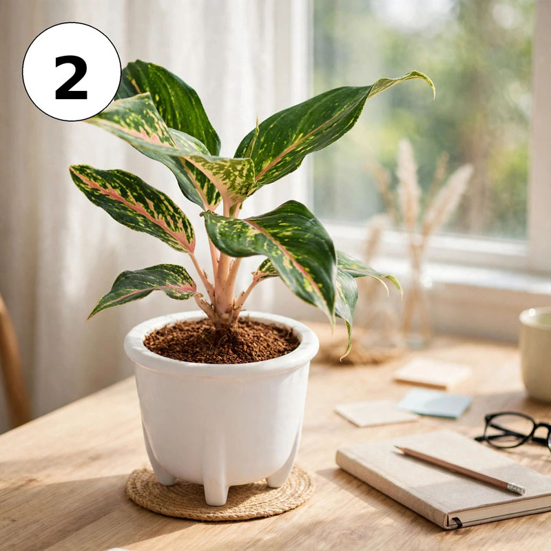 tanaman aglaonema butterfly