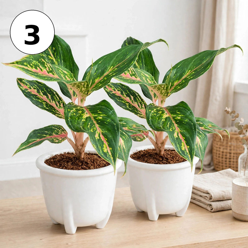 jual tanaman aglaonema butterfly