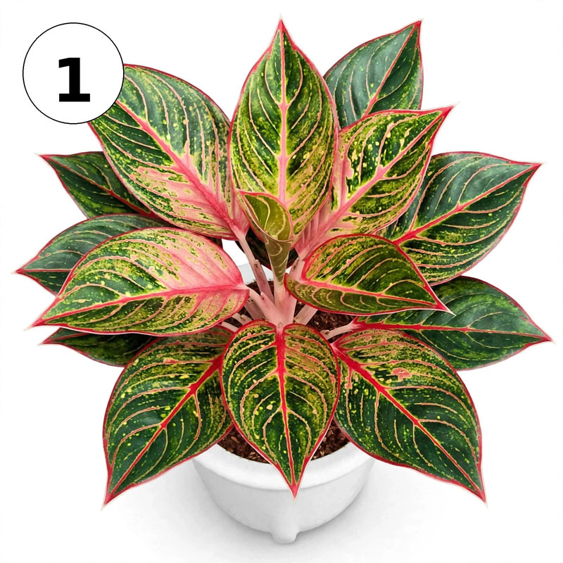 jual aglaonema