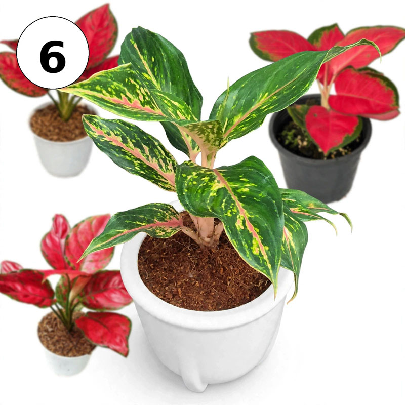 Tanaman aglaonema