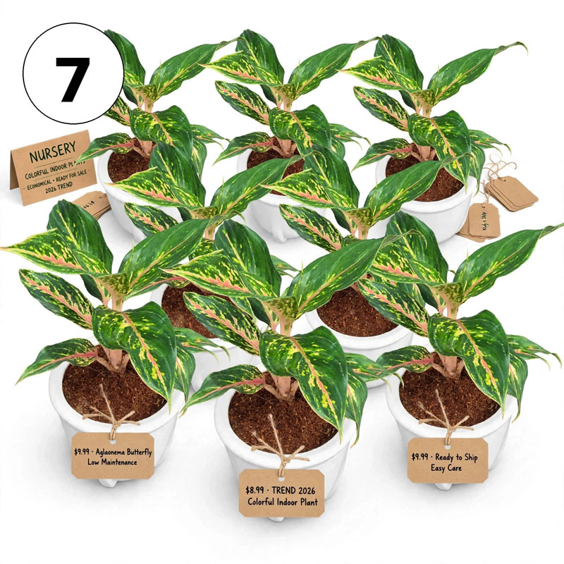 harga tanaman aglaonema butterfly