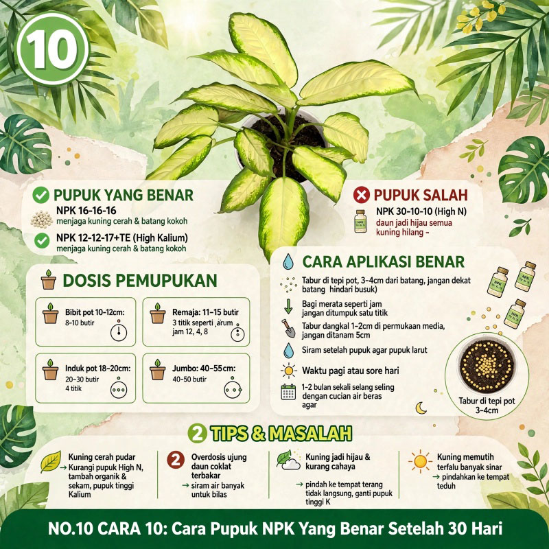 daun Bahagia